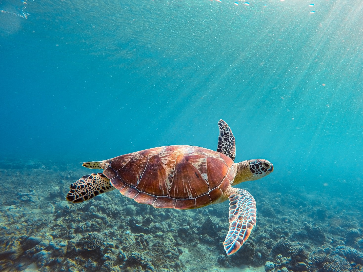 How Turtles Can Teach Us About Conservation