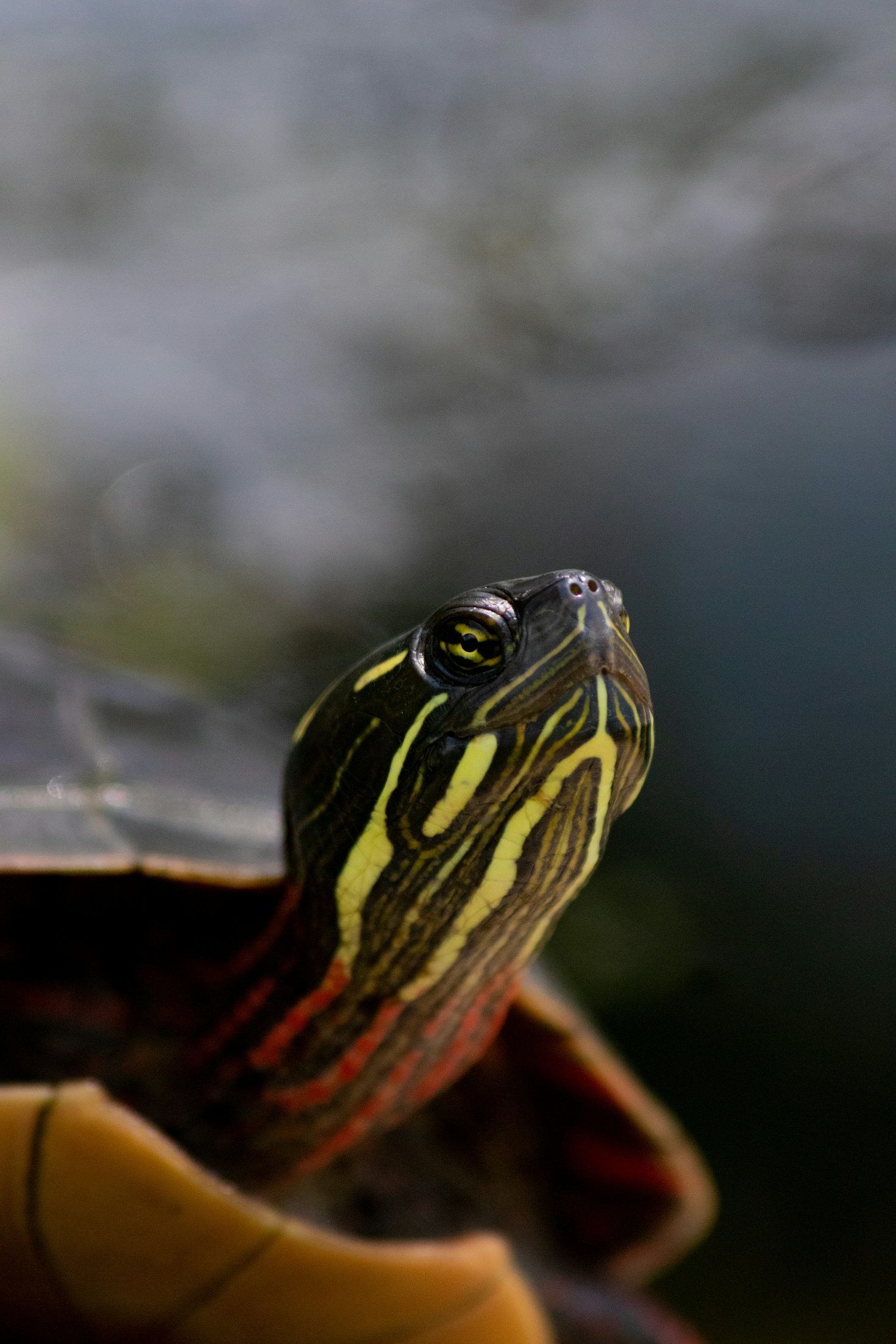 Innovative Teacher Training Programs Inspired by Turtles