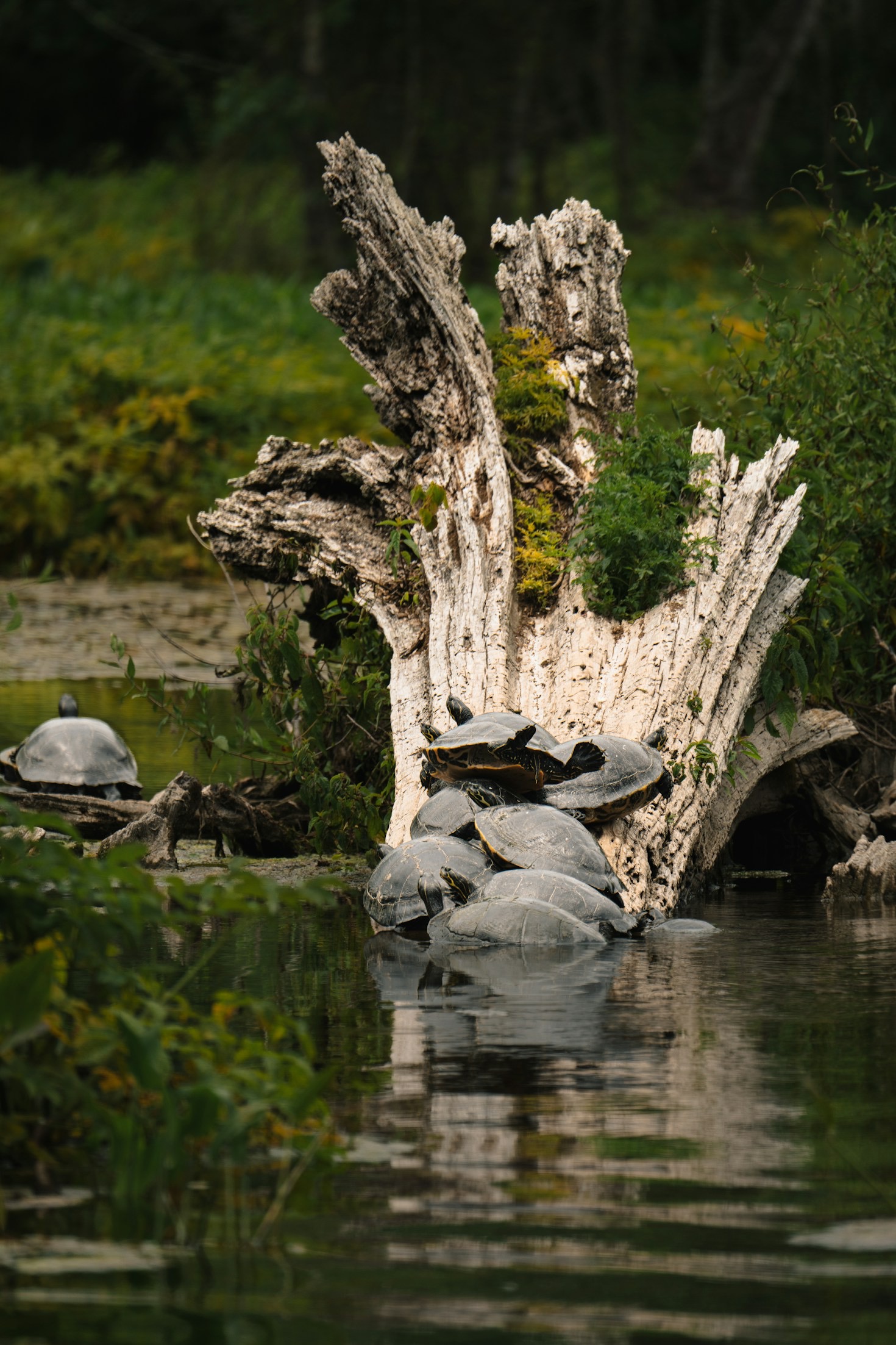 Turtle-Inspired Merchandise with a Purpose