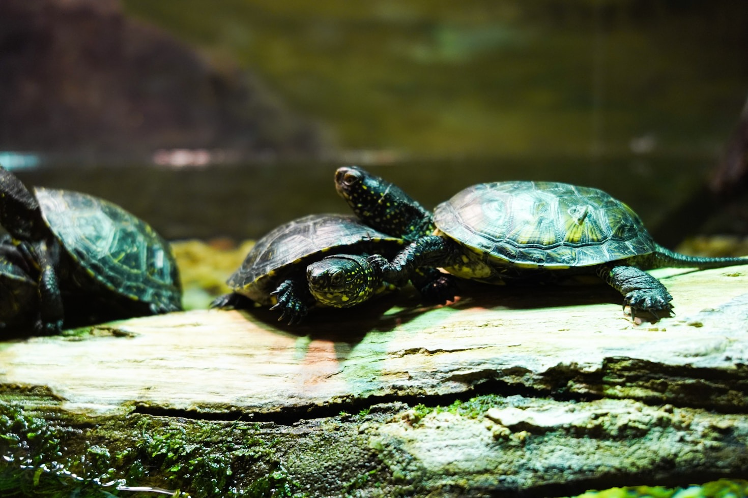 Why Education and Conservation Go Hand in Hand