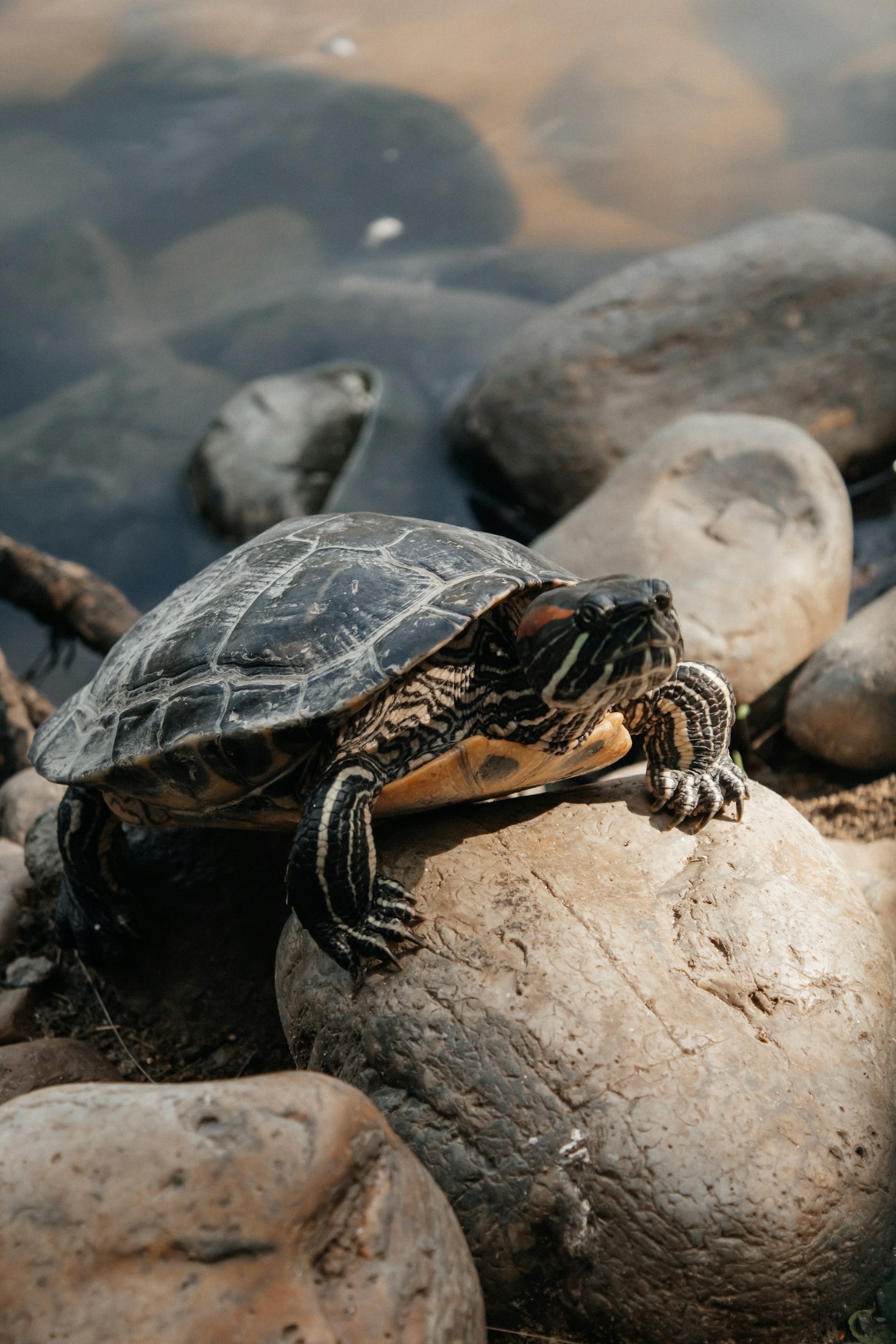 Celebrating Tutu’s Legacy Through Tutunovember