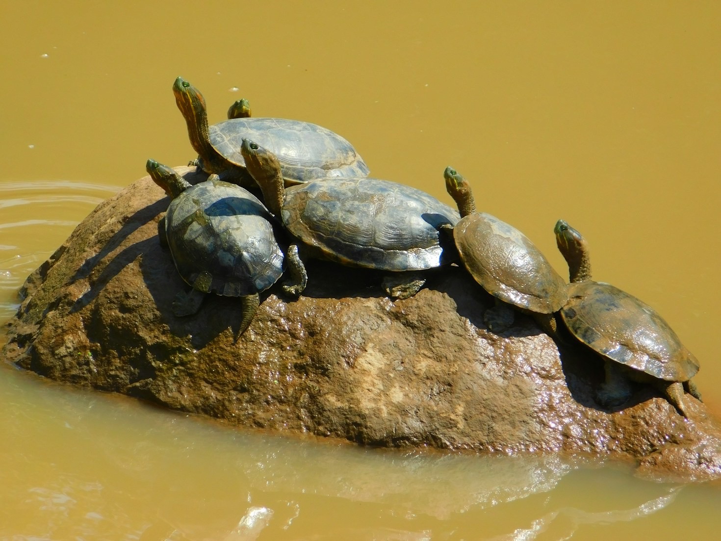 Empowering Communities with Turtle-Centered Education