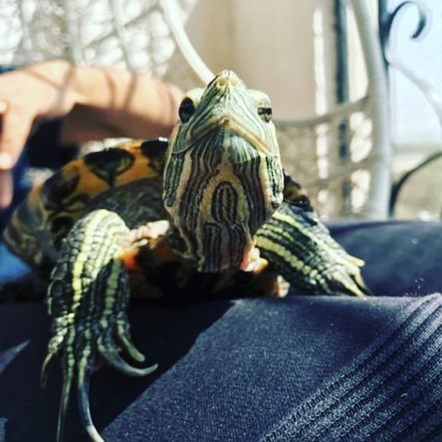 Tutu the turtle